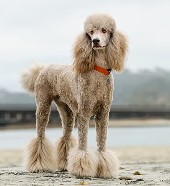 Poodle Breed mumbai